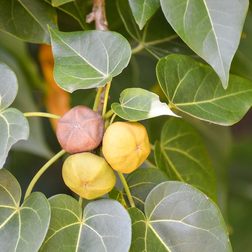 Thespesia populnea - Portiabaum (Ernte)