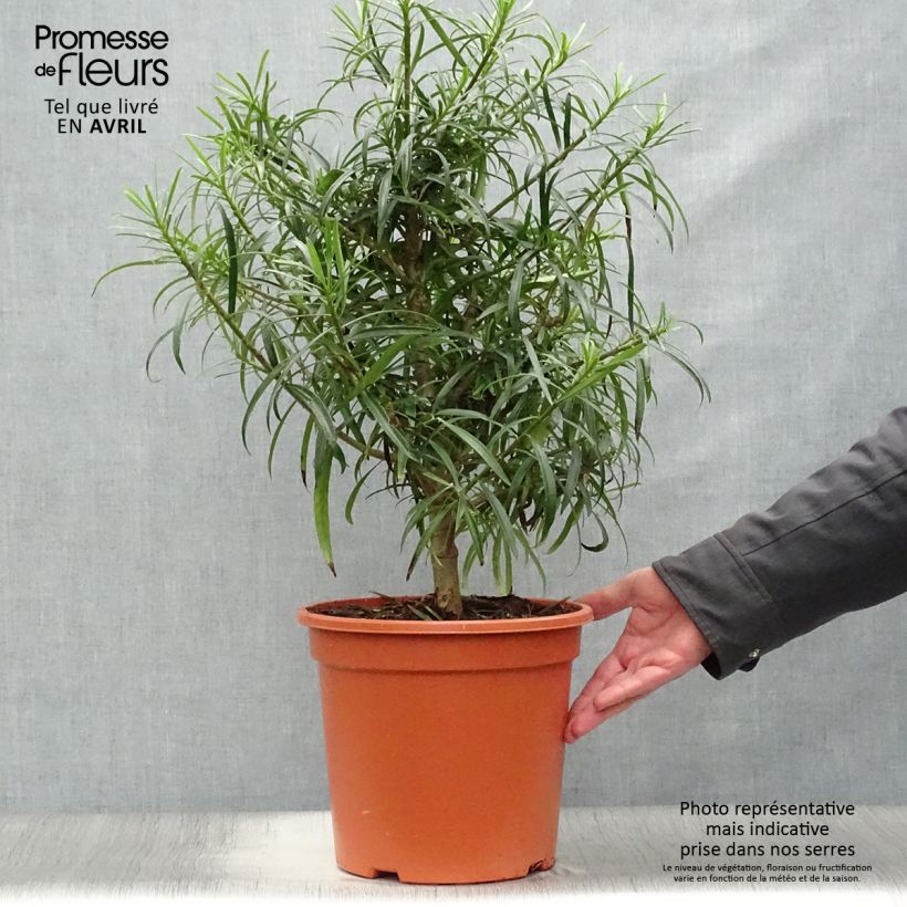 Example of Thevetia peruviana - Gelber Schellenbaum Topf mit 7,5L/10L as you get in printemps