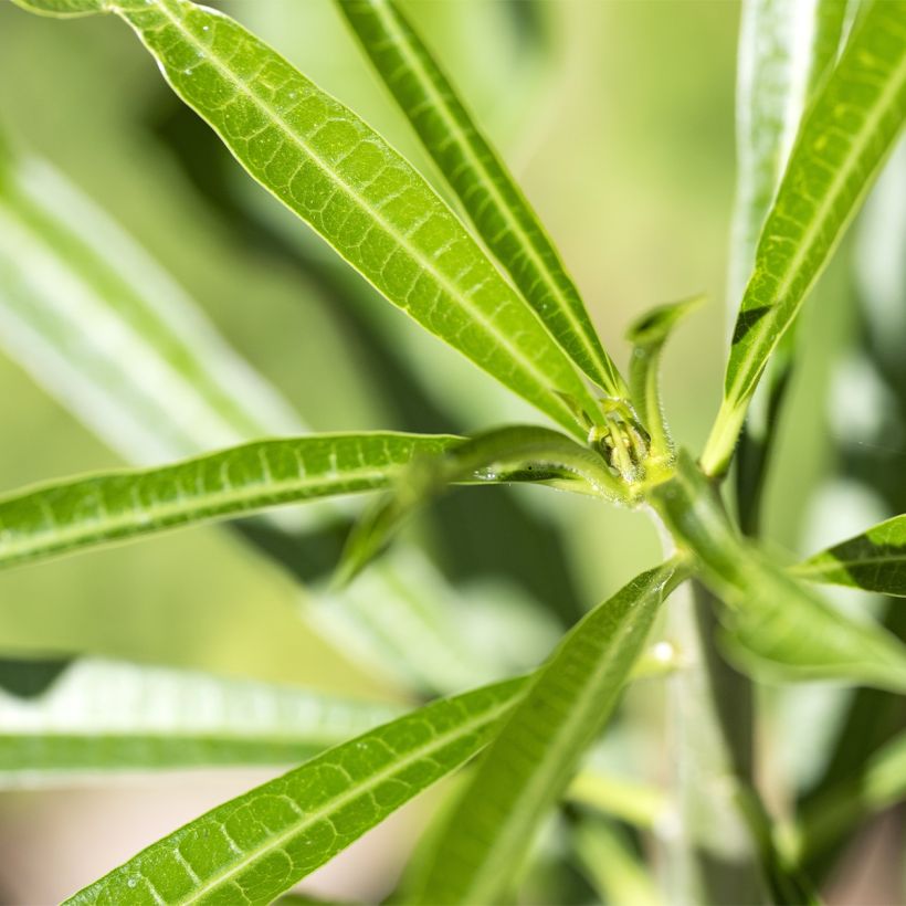 Thevetia peruviana - Gelber Schellenbaum (Foliage)