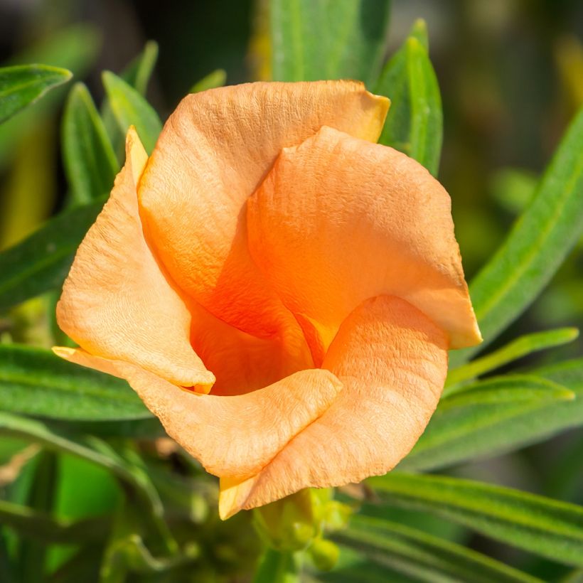 Thevetia peruviana - Gelber Schellenbaum (Flowering)