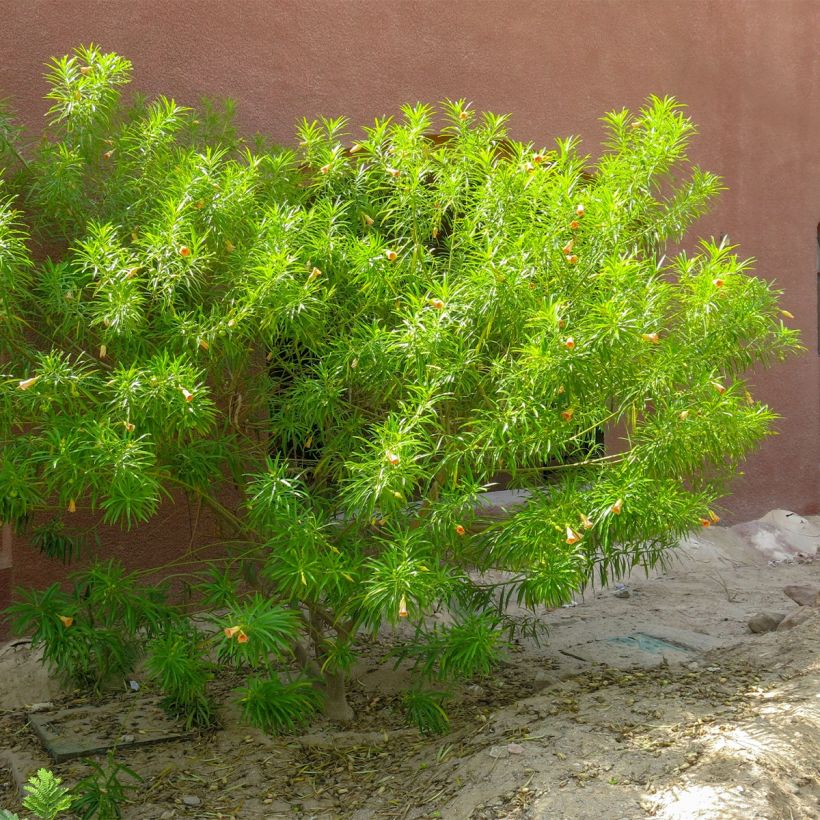 Thevetia peruviana - Gelber Schellenbaum (Plant habit)