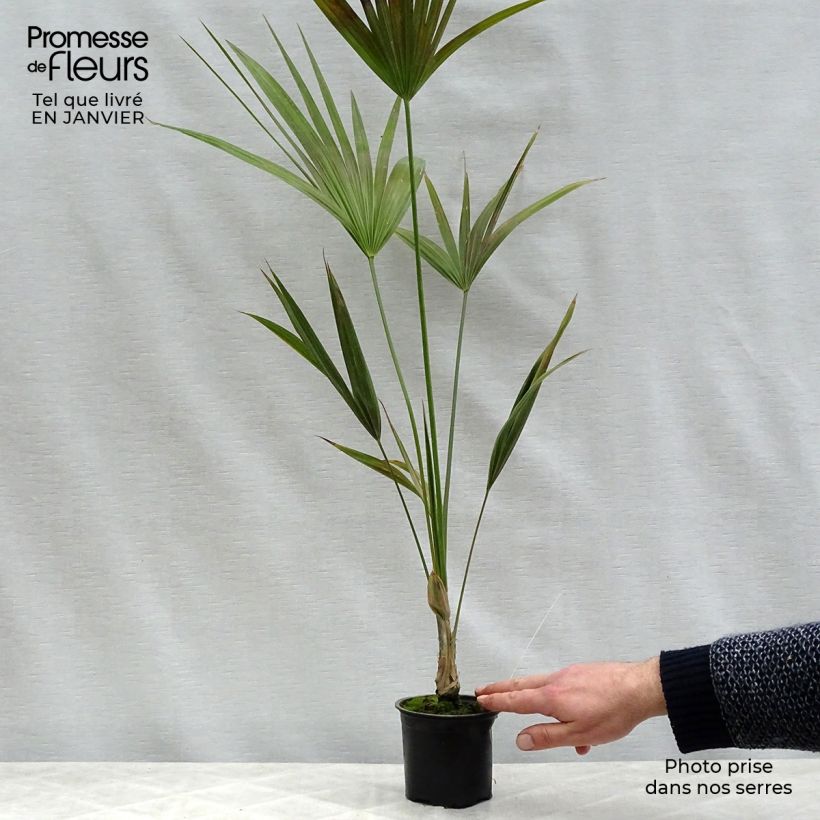 Exemplar von Thrinax parviflora Topf 12 cm / 13 cm wie im Winter geliefert
