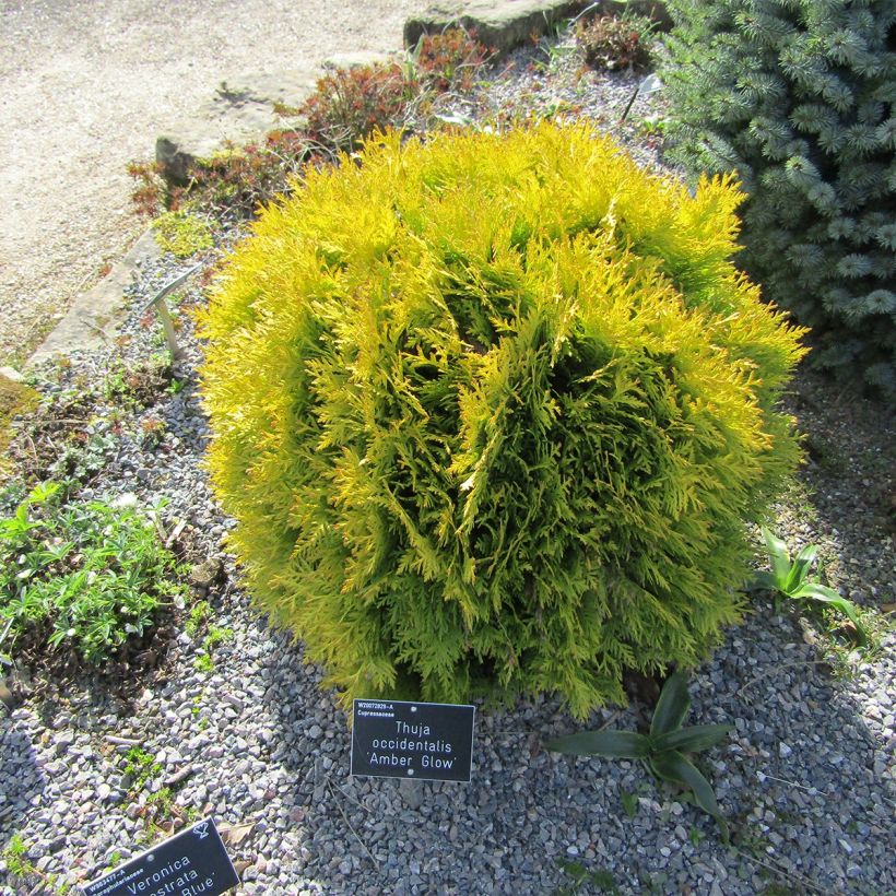Thuja occidentalis Amber Glow (Wuchs)