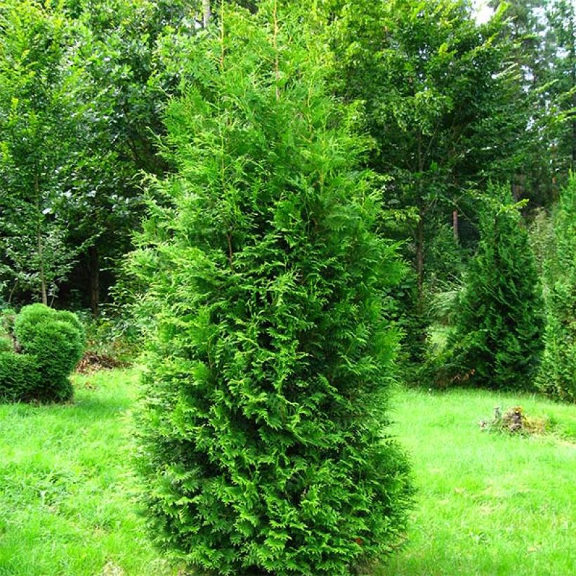 Thuja occidentalis Brabant (Wuchs)