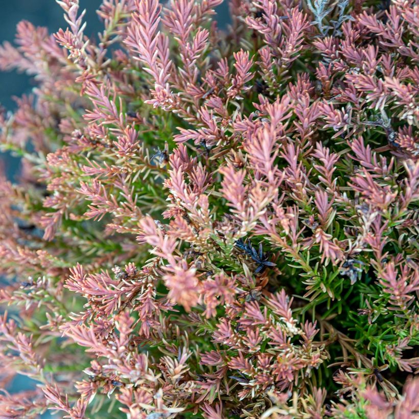 Thuja occidentalis Fire Chief (Foliage)