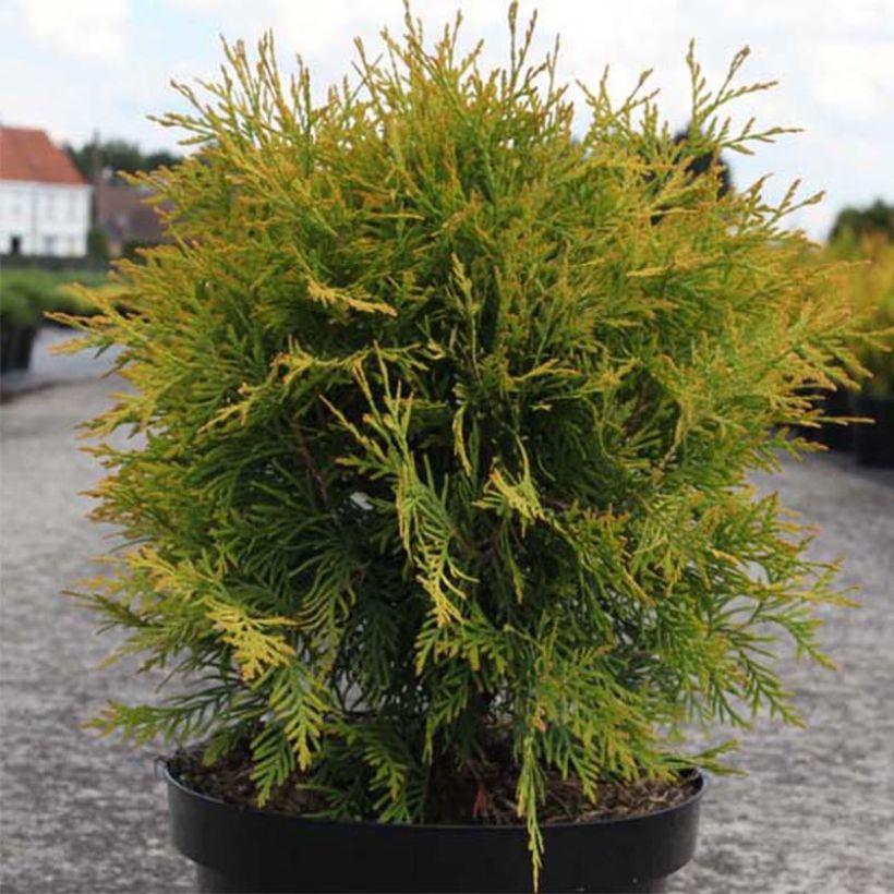 Thuja occidentalis Golden Globe (Wuchs)