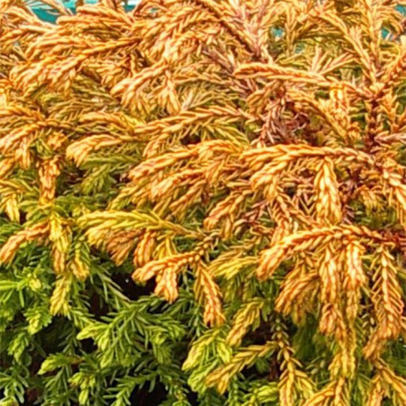 Thuja occidentalis Golden Tuffet (Foliage)