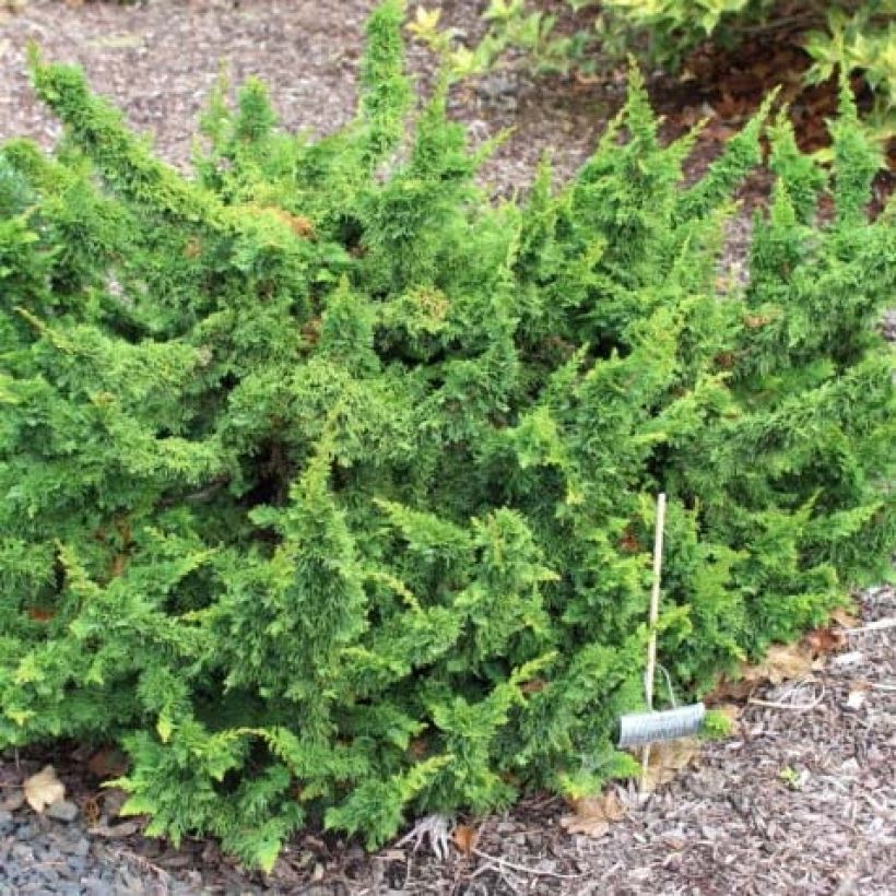 Thuja occidentalis Malonyana Holub (Wuchs)