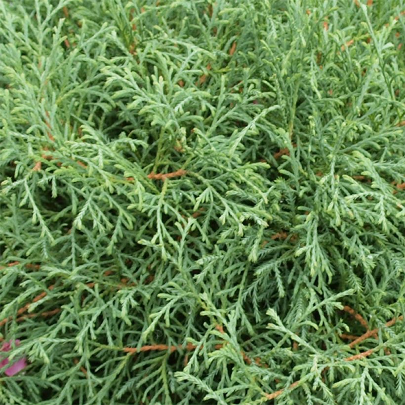 Thuja occidentalis Mr Bowling Ball (Foliage)