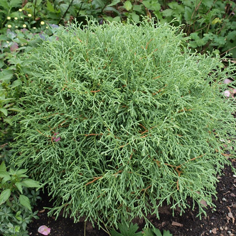 Thuja occidentalis Mr Bowling Ball (Plant habit)