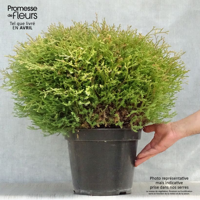 Example of Thuja occidentalis Mr Bowling Ball Topf mit 7,5L/10L as you get in printemps