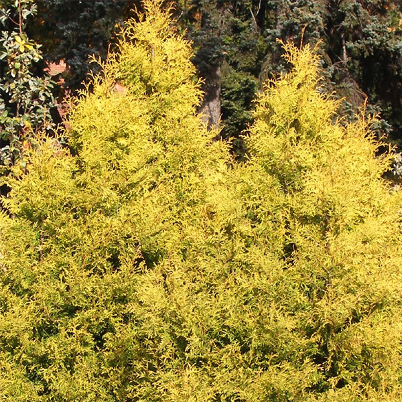 Thuja occidentalis Rheingold (Wuchs)