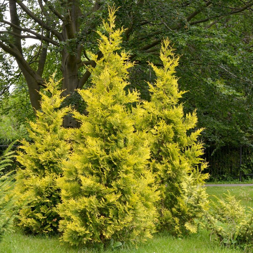 Thuja occidentalis Salland (Wuchs)