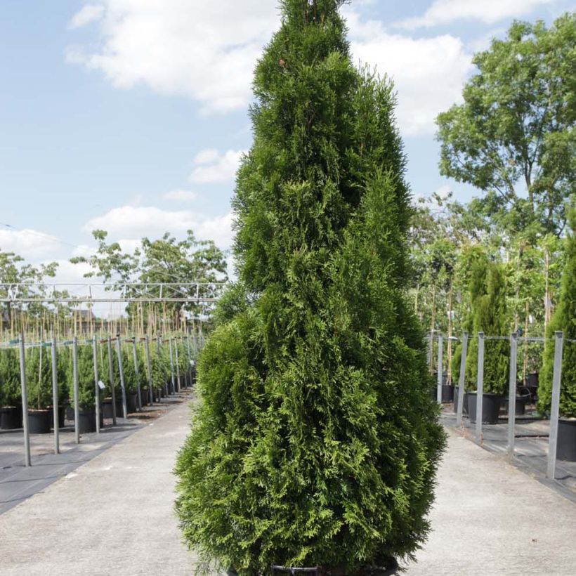 Thuja occidentalis Smaragd (Wuchs)