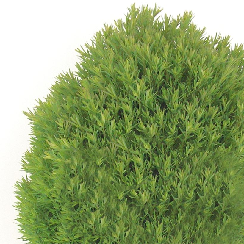Thuja occidentalis Teddy (Wuchs)