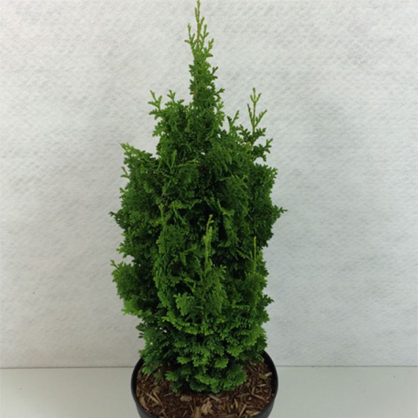 Thuja occidentalis Zmatlik (Wuchs)