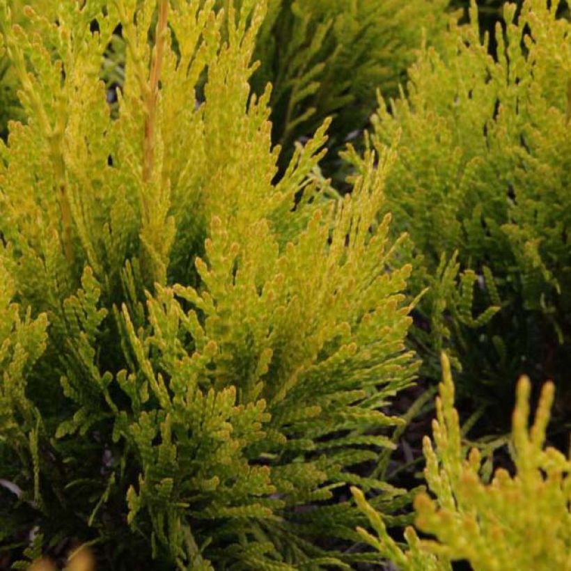 Thuja plicata 4 Ever Goldy (Foliage)