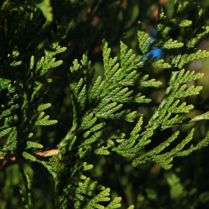 Thuja plicata Atrovirens (Foliage)