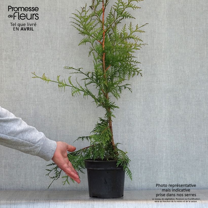 Example of Thuja plicata Excelsa Topf mit 2L/3L as you get in printemps