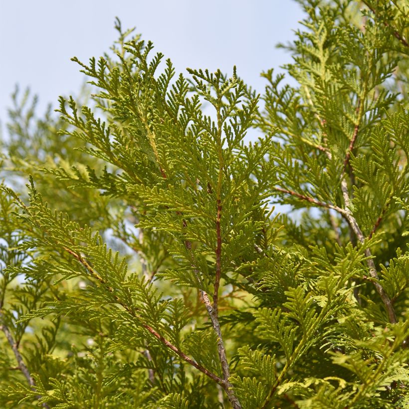 Thuja plicata Martin (Foliage)