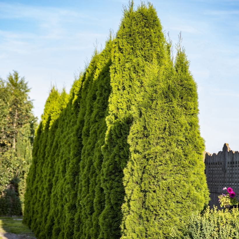 Thuja plicata Martin (Plant habit)