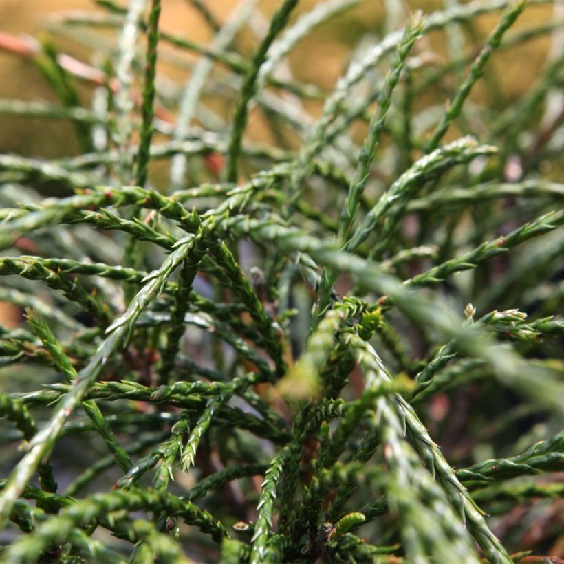 Thuja plicata Whipcord (Foliage)