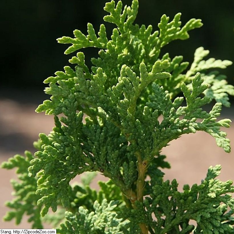 Thuja occidentalis Degroots Spire (Foliage)