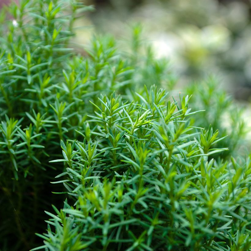 Thuja occidentalis Teddy (Laub)