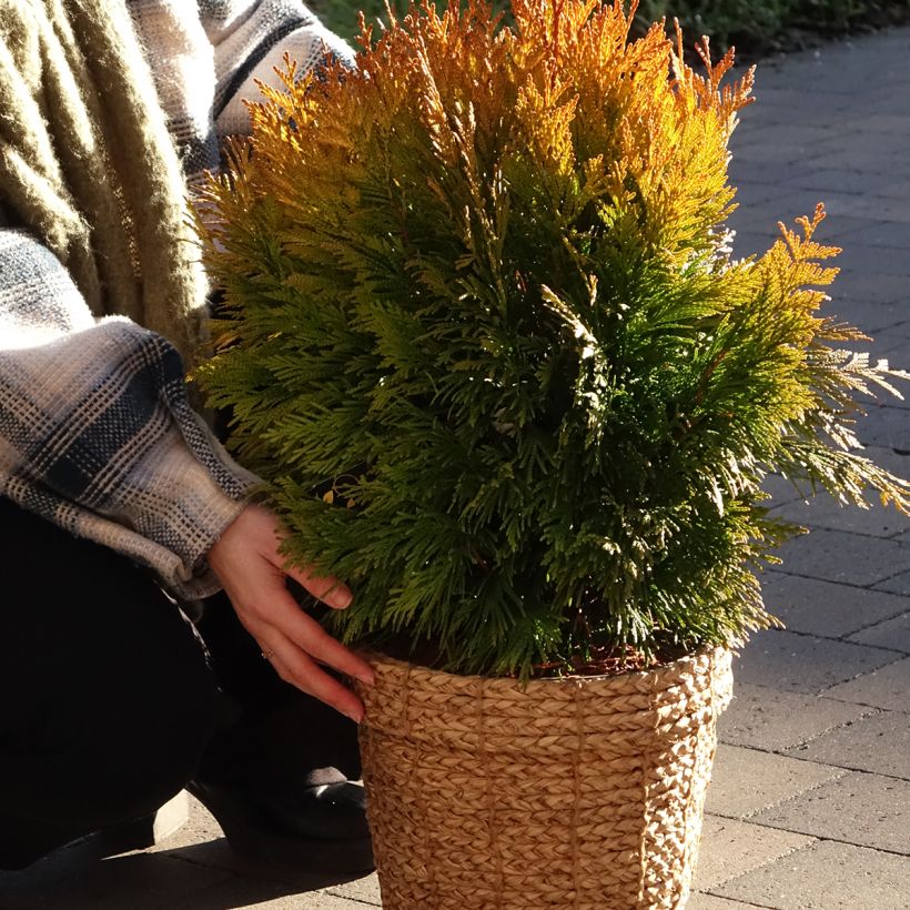 Thuja plicata 4 Ever Goldy (Wuchs)