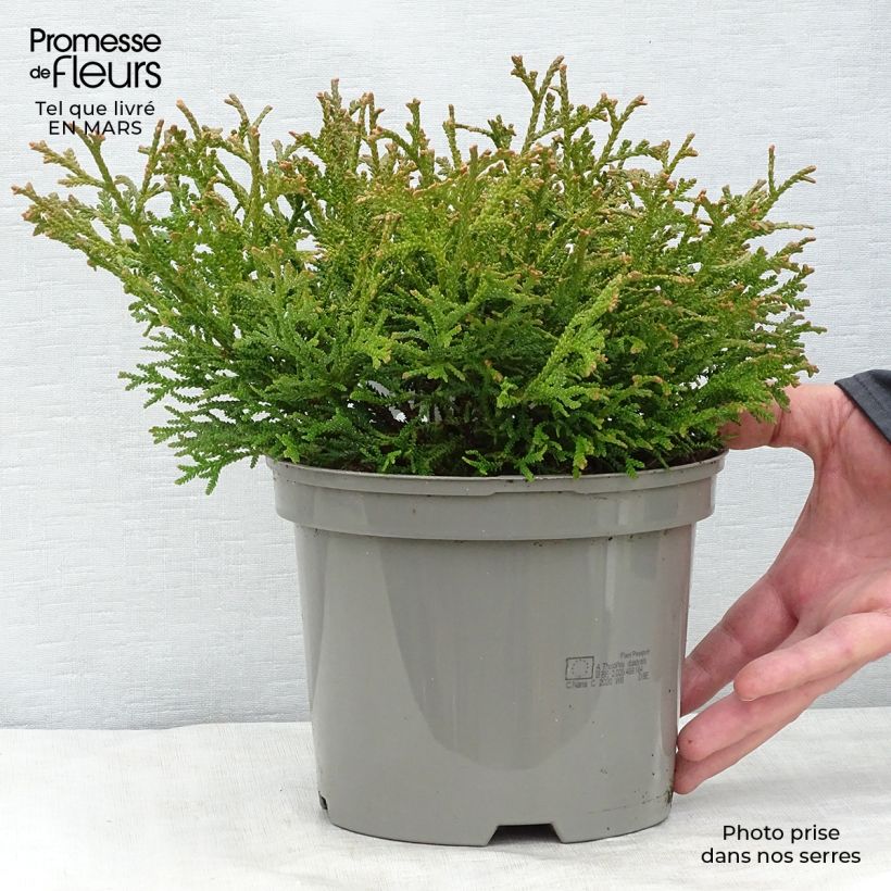 Exemplar von Thujopsis dolobrata Nana Topf mit 2L/3L wie im Frühjahr geliefert