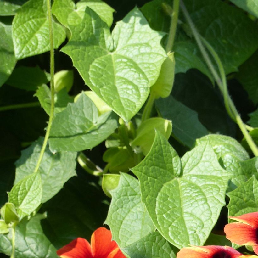 Thunbergia alata Tangerine Slice (Foliage)