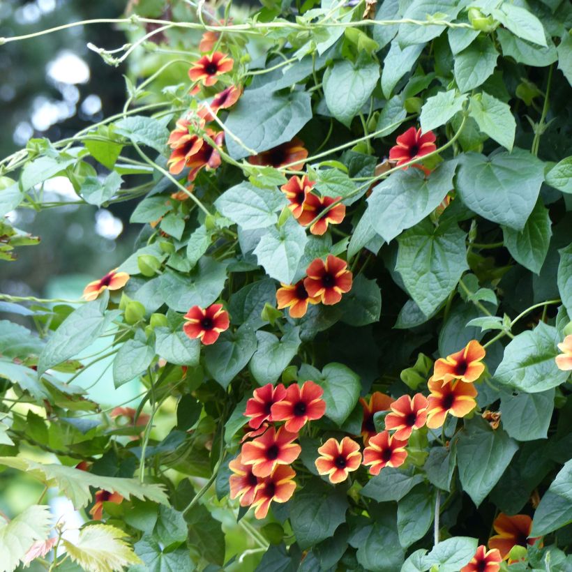 Thunbergia alata Tangerine Slice (Plant habit)