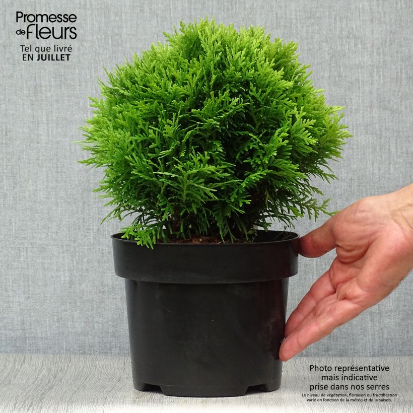 Exemplar von Thuja occidentalis Danica Topf mit 2L/3L wie im Sommer geliefert