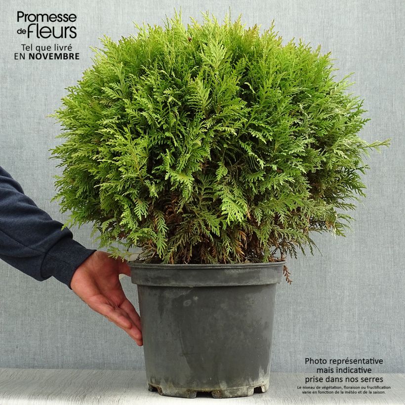 Exemplar von Thuja occidentalis Danica Topf mit 7,5L/10L wie im Herbst geliefert