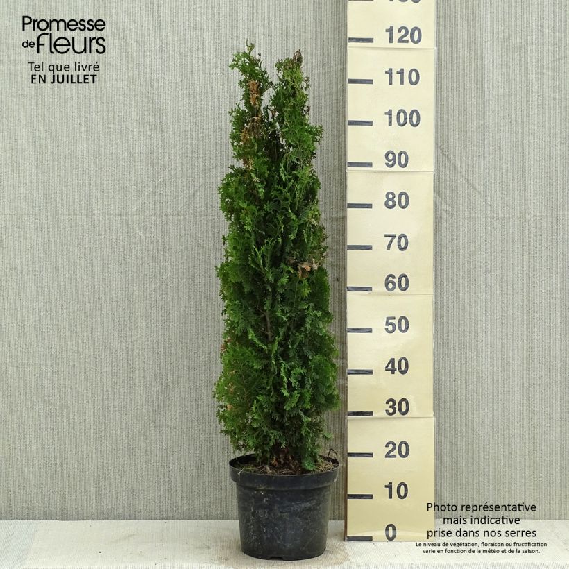 Exemplar von Thuja occidentalis Degroots Spire Topf mit 7,5L/10L wie im Sommer geliefert