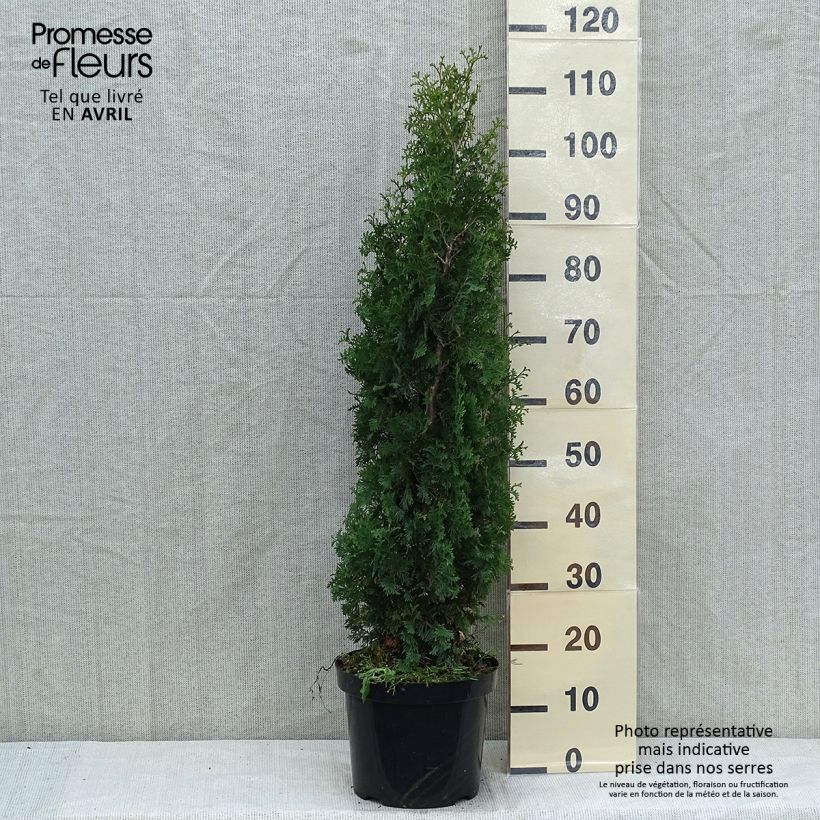 Example of Thuja occidentalis Degroots Spire Topf mit 7,5L/10L as you get in printemps