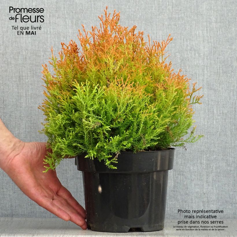 Example of Thuja occidentalis Fire Chief Topf mit 2L/3L as you get in printemps
