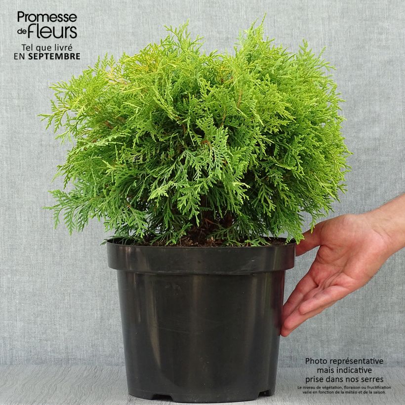 Exemplar von Thuja occidentalis Golden Globe Topf mit 7,5L/10L wie im Herbst geliefert
