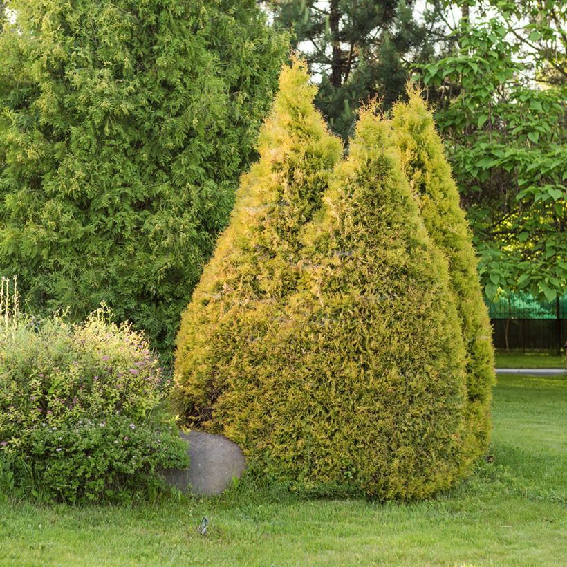 Thuja occidentalis Golden Smaragd (Wuchs)