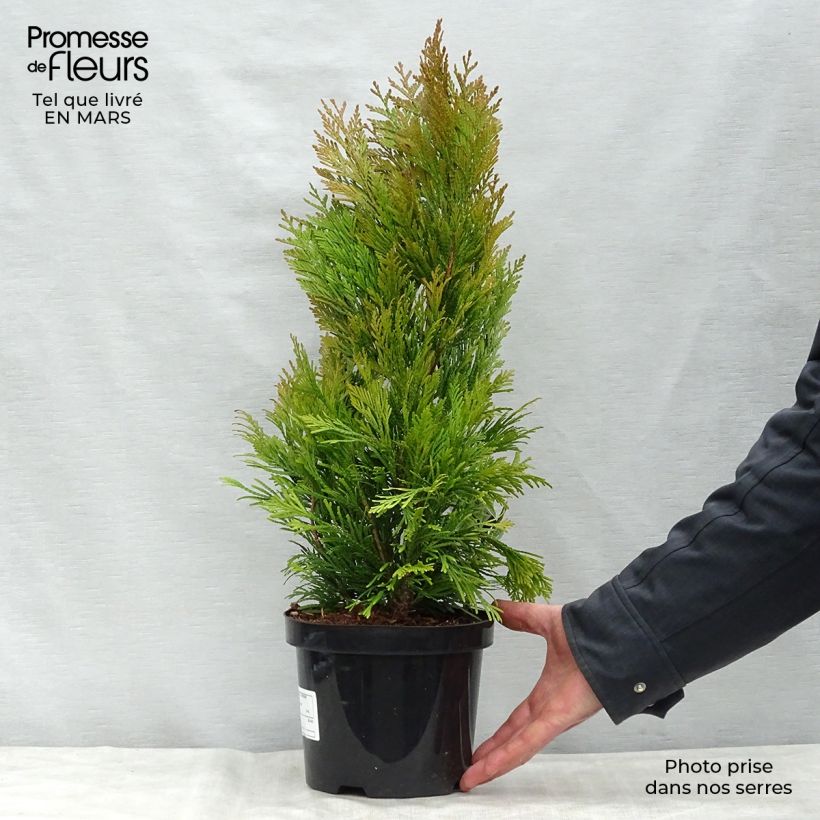 Example of Thuja plicata 4 Ever Goldy Topf mit 2L/3L as you get in printemps