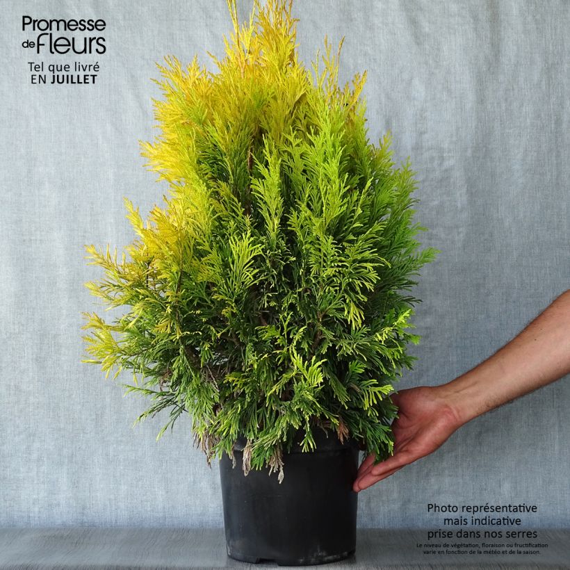 Exemplar von Thuja plicata 4 Ever Goldy Topf mit 6L/7L wie im Sommer geliefert