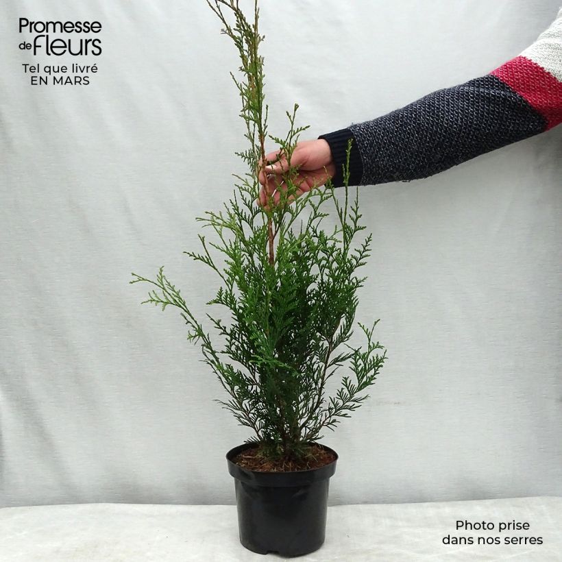 Example of Thuja plicata Atrovirens Topf mit 2L/3L as you get in printemps