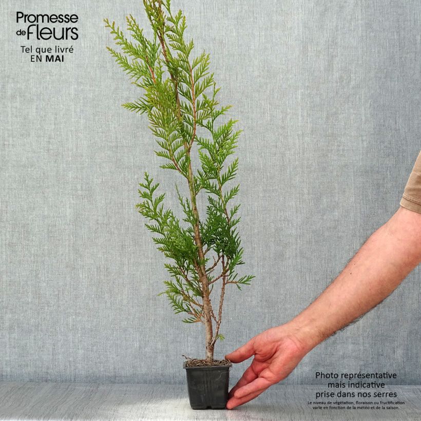 Example of Thuja plicata Atrovirens Kleine Töpfe von 8/9 cm as you get in printemps