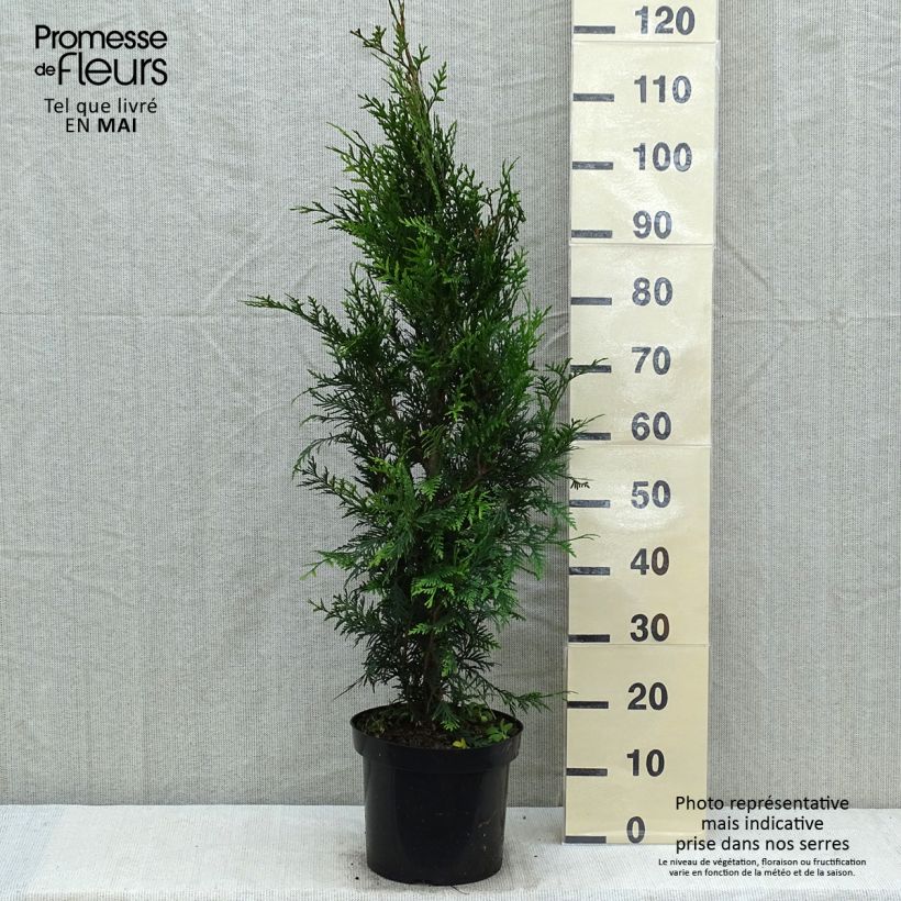 Example of Thuja plicata Atrovirens Topf mit 6L/7L as you get in printemps