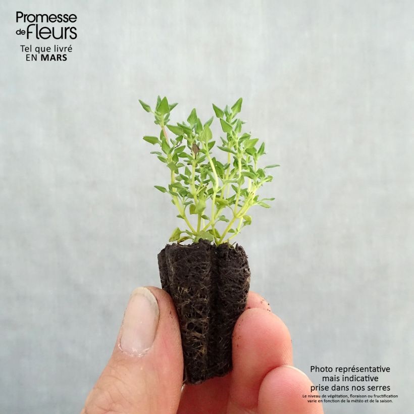 Exemplar von Rosenduftthymian rose - Thymus fragrantissimus Mini-Plug Ø 3/4 cm wie im Frühjahr geliefert