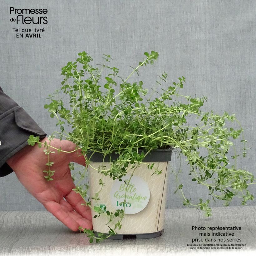 Example of Zitronen-Thymian Bio - Thymus x citriodorus Topf mit 2L/3L as you get in printemps