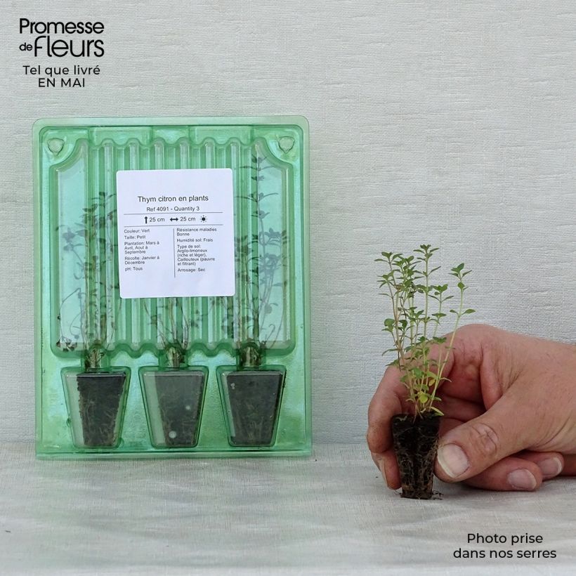 Example of Zitronen-Thymian (Pflanzen) - Thymus x citriodorus Mini-Plug Ø 3/4 cm as you get in printemps