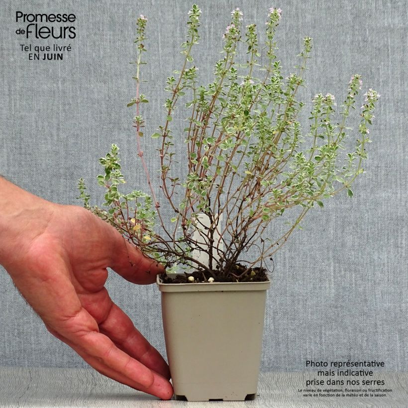 Exemplar von Zitronen-Thymian Silver Queen - Thymus x citriodorus Kleine Töpfe von 8/9 cm wie im Sommer geliefert