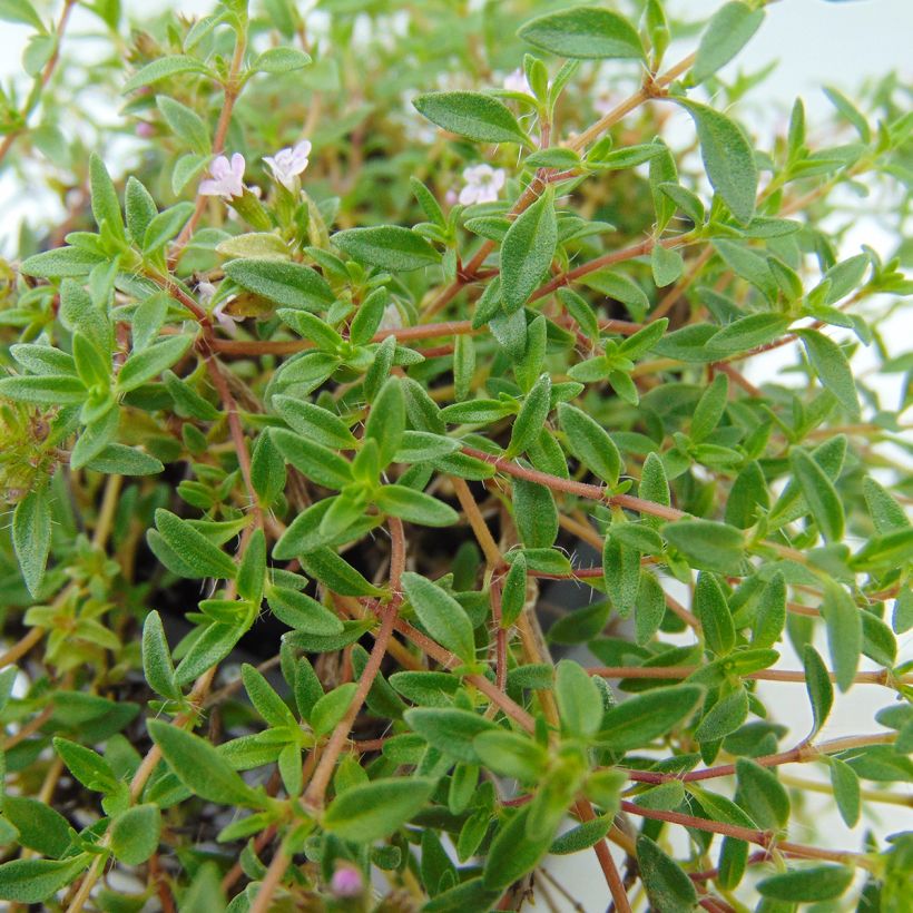 Korsischer Thymian - Thymus herba-barona (Foliage)
