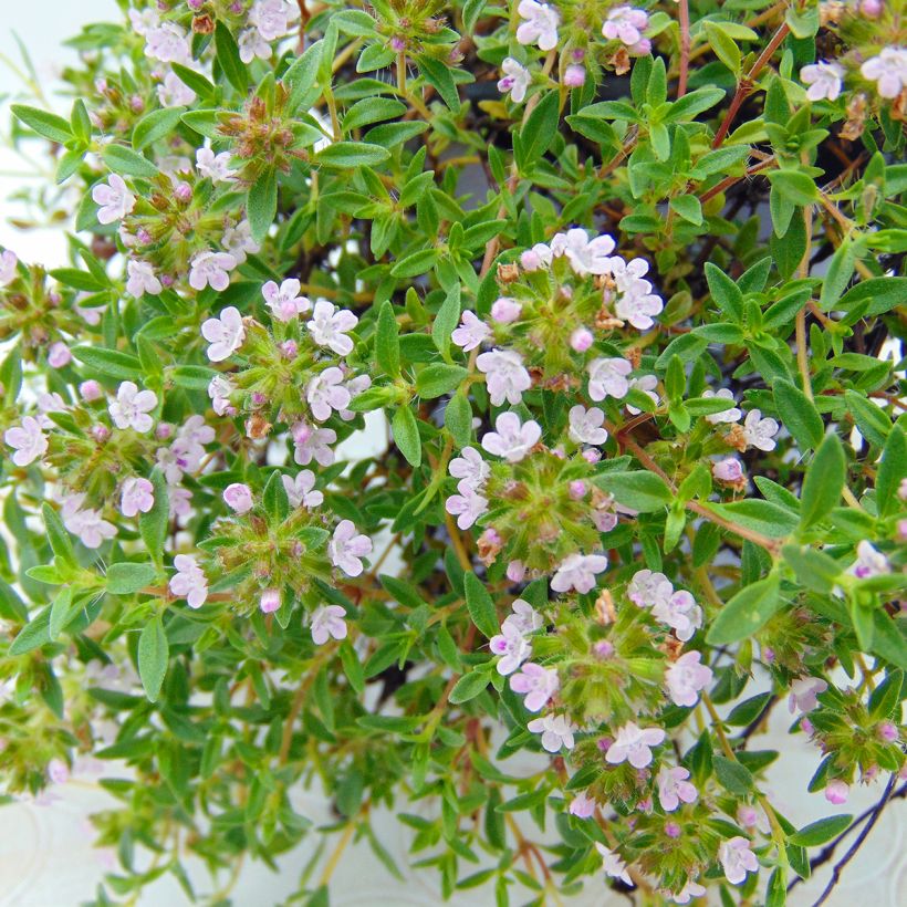 Korsischer Thymian - Thymus herba-barona (Flowering)